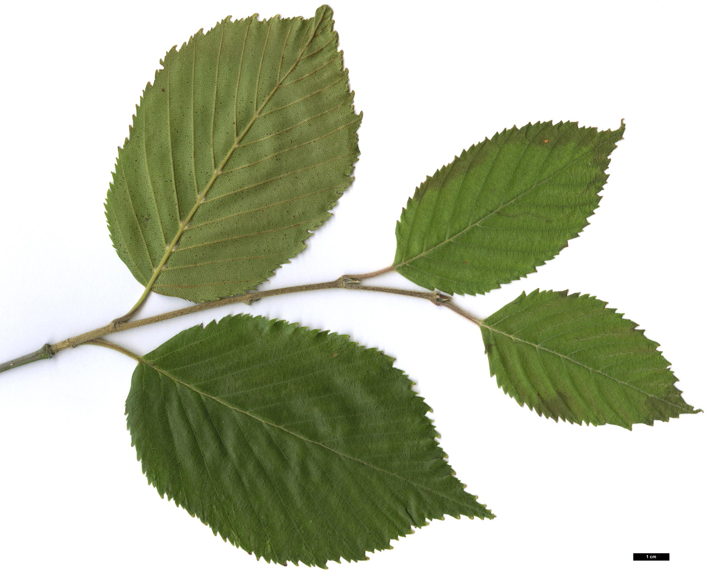 High resolution image: Family: Betulaceae - Genus: Betula - Taxon: utilis - SpeciesSub: subsp. jacquemontii 'Inverleith'